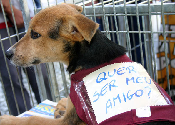 Campanha Outubro Rosa Animal terá feira de adoção em Petrópolis