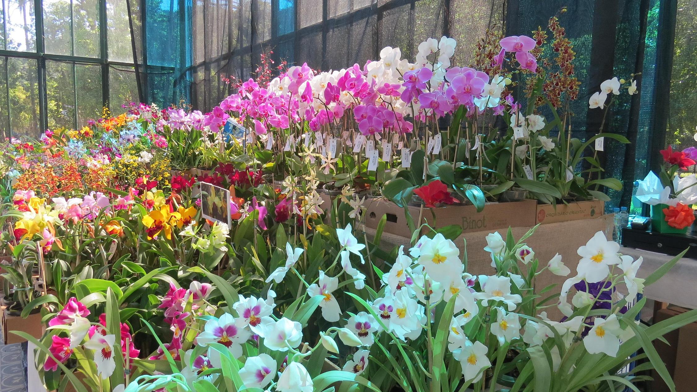 Palácio de Cristal recebe a 16ª Exposição de Orquídeas e Bromélias