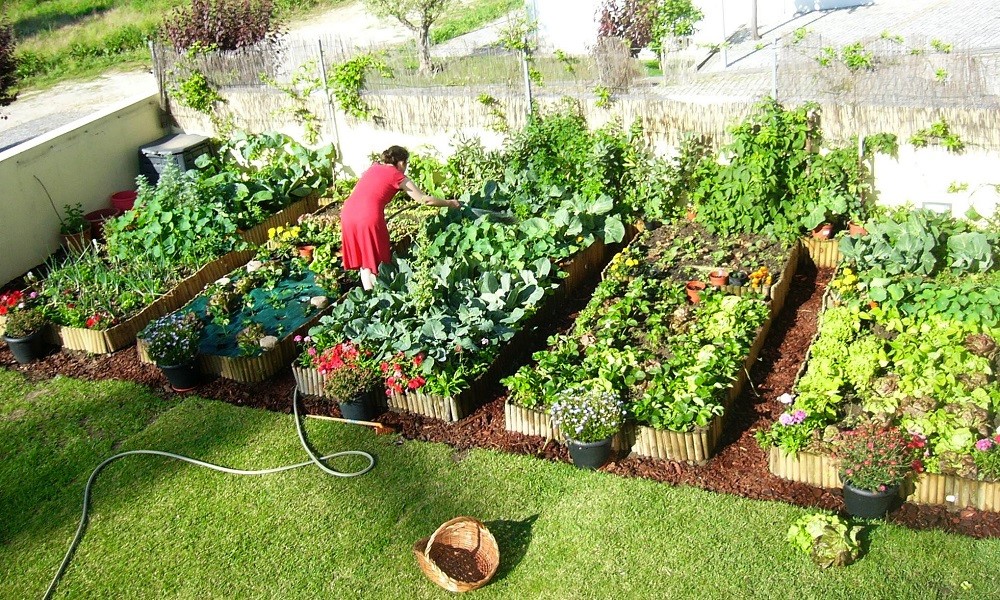 Engenheira agrônoma ensina como montar hortas em casa e nas comunidades