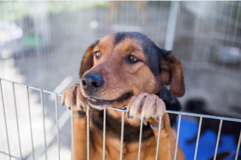 Dog’s Heaven promove Feiras  de Adoção no centro de Petrópolis e em Itaipava